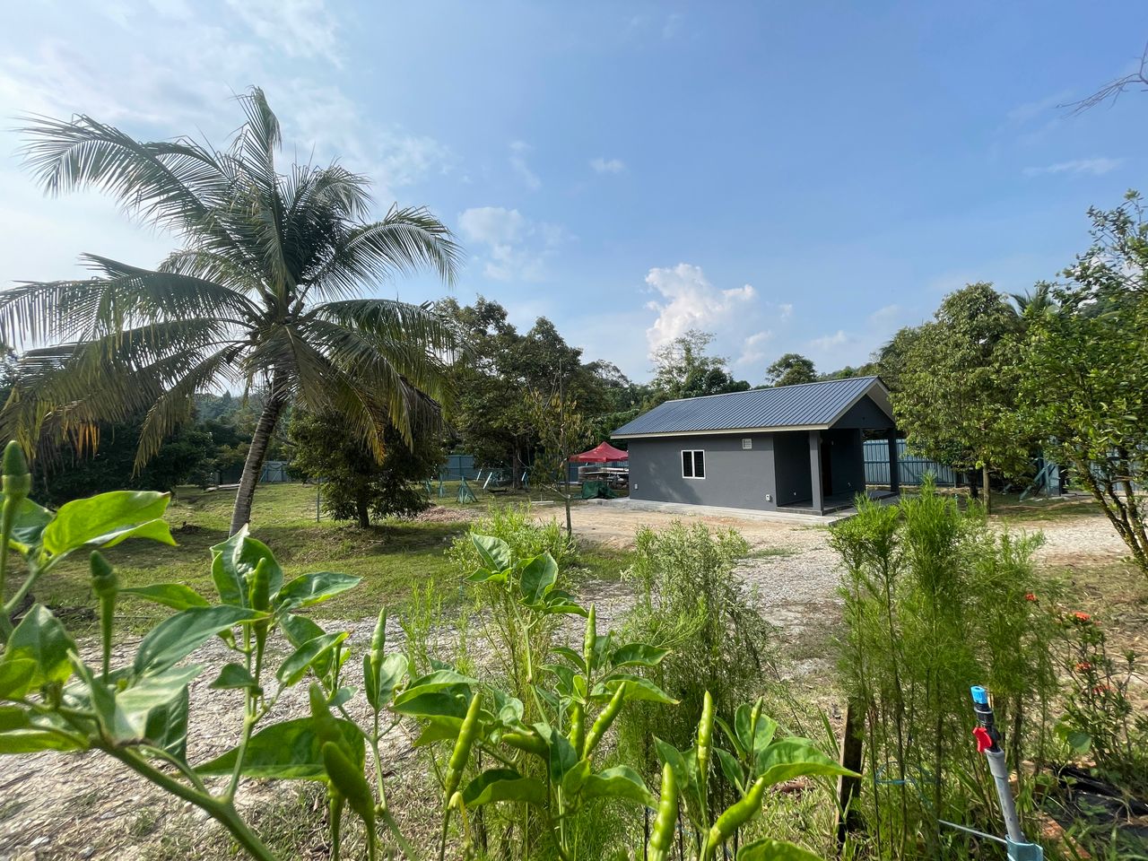 Raub Private Ranch & Musang King Durian Farm For Sale