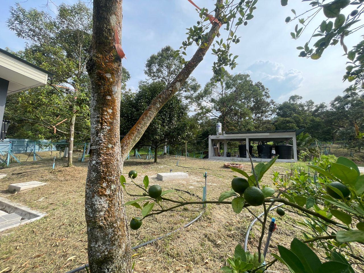 Raub Private Ranch & Musang King Durian Farm For Sale